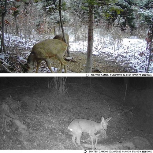 20MP 1080P Solar Powered Trail Camera Hunting Camera Night Vision Camera Q7V7 - Picture 7 of 16