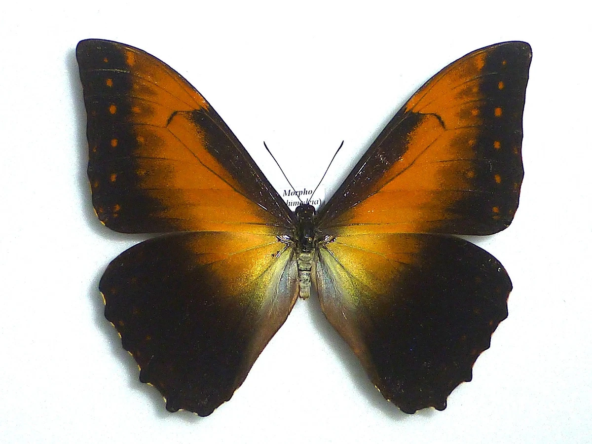 25+ Morpho for sale | Updated Oct 2026