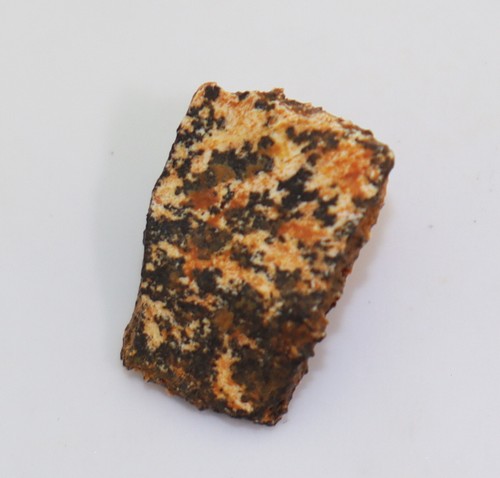 Panzerplatten, Schildkröte, Tertiär, Miozän, Titting b. Eichstätt, D -m167 - Picture 3 of 6