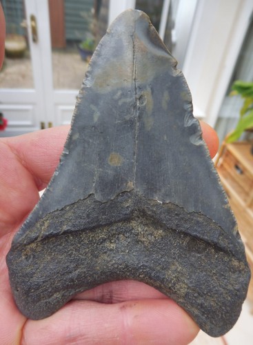 Großer Megalodon Zahn - 4,197 Zoll (10,66 cm) - Bild 2 von 6