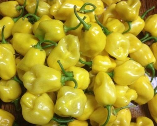 SEMI DI PEPE GIALLO LIMONE HABANERO NON OGM super caldi OUCH ESOTICO GUARDA FUORI! - Foto 9 di 10