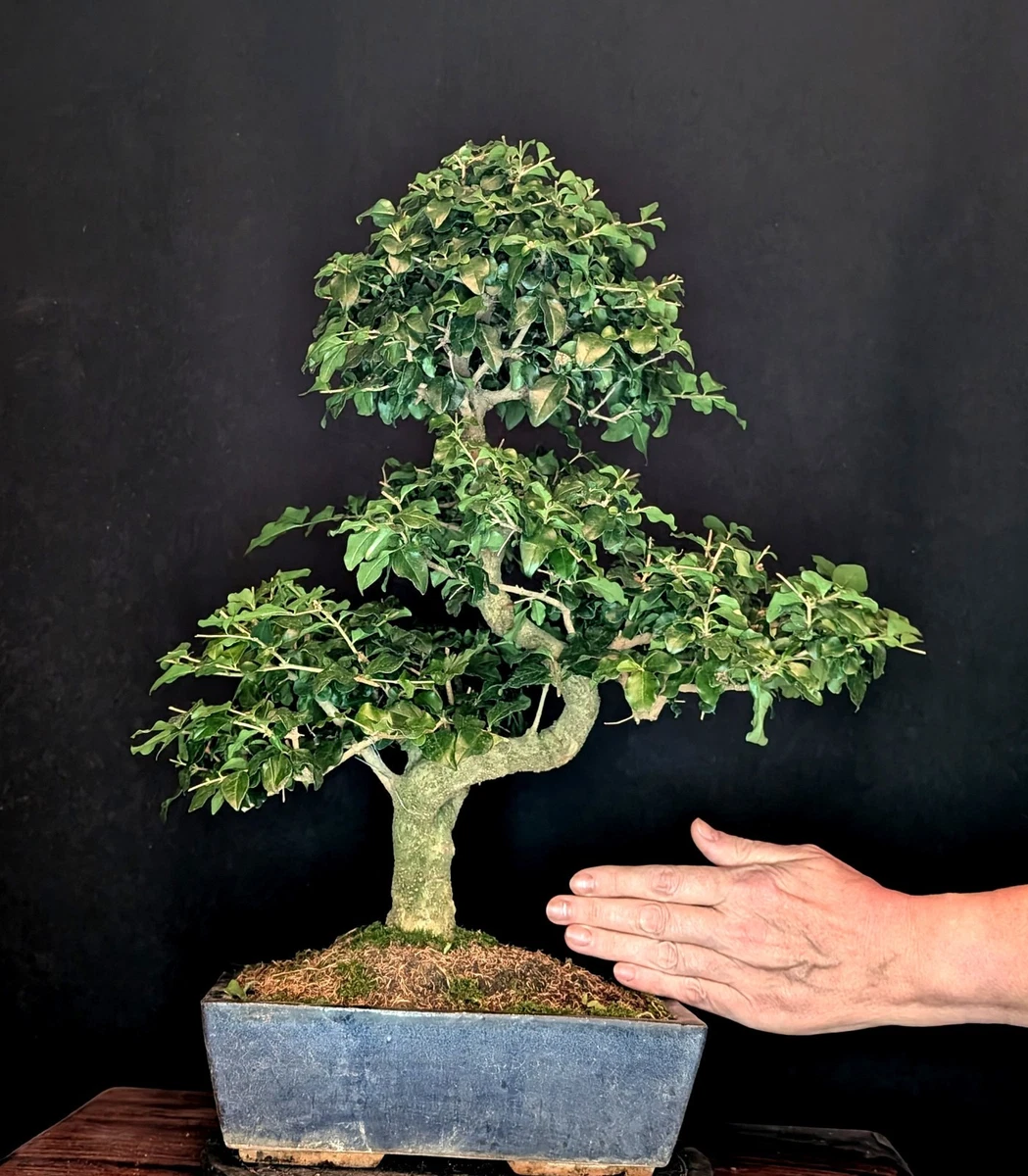 Pflanzen, Bonsai Ligustrum online kaufen | eBay.de