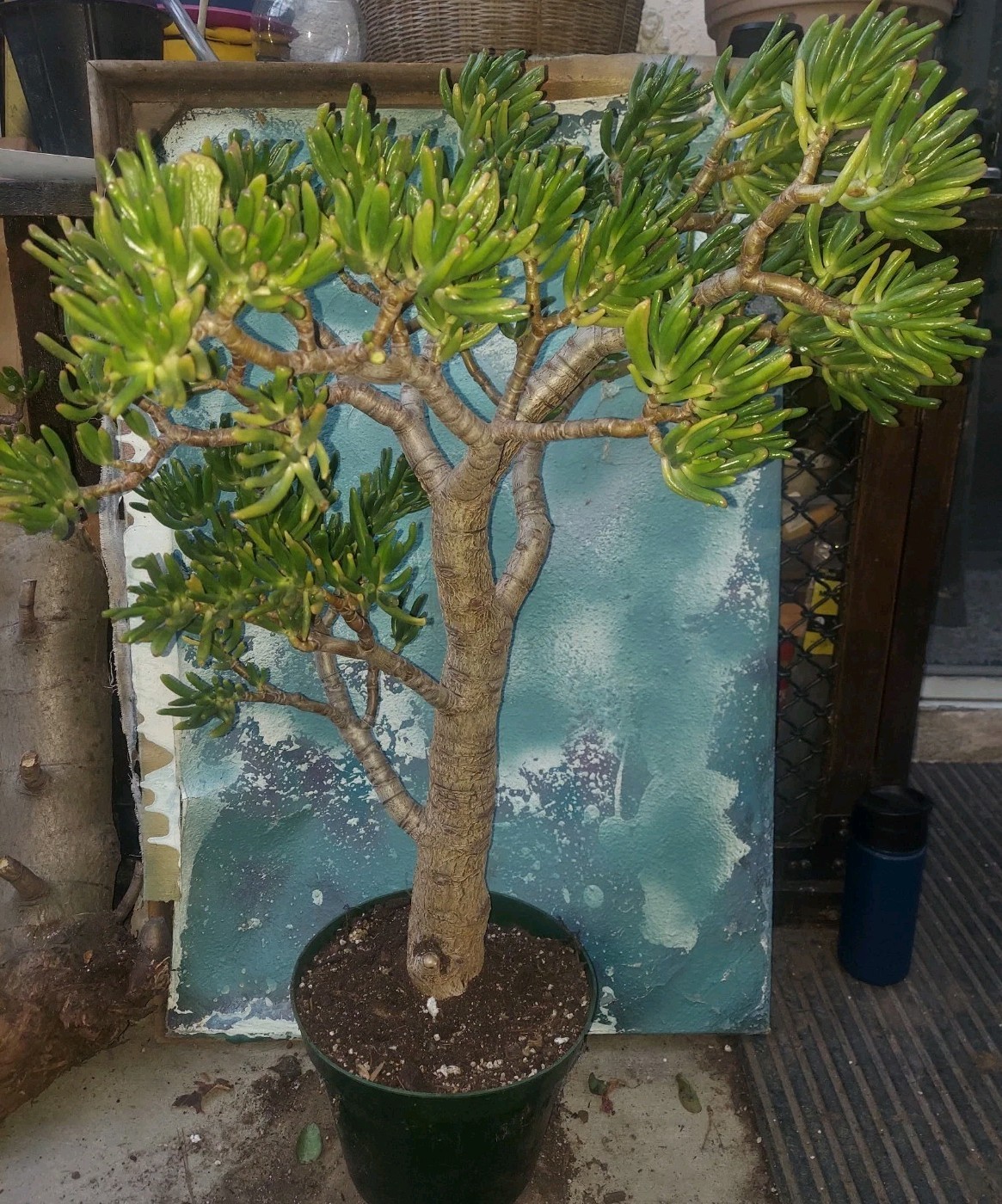Picture 4 of 4