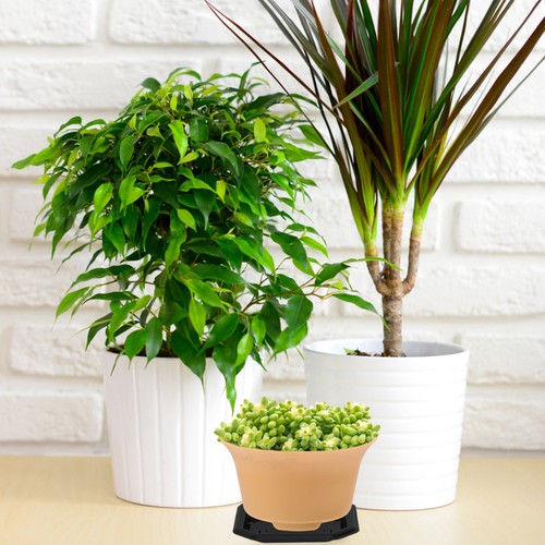 50 Pcs Square Flower Pot Plant Pots Tray Drip Saucers Trays - Picture 3 of 12