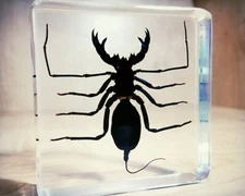 Whip Scorpion in Resin, Insect in Resin, Creepy, Oddities, Thelyphonida