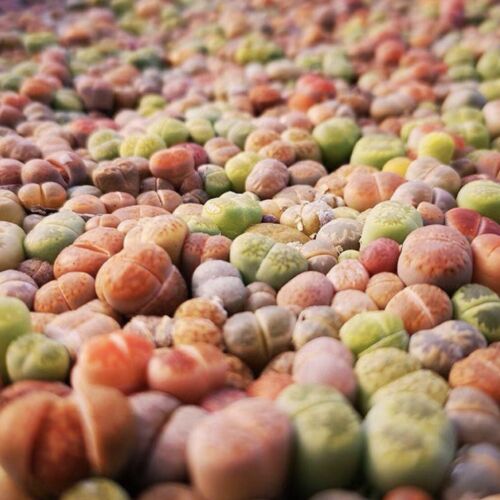 100 Stück 1cm Sukkulenten Pflanzen Lithops spp. Hausgarten schöne Deko Pflanzen - Bild 6 von 6