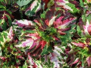 15-Pelleted-Seeds-Coleus-Kong-Mosaic-Giant-Coleus-Seeds