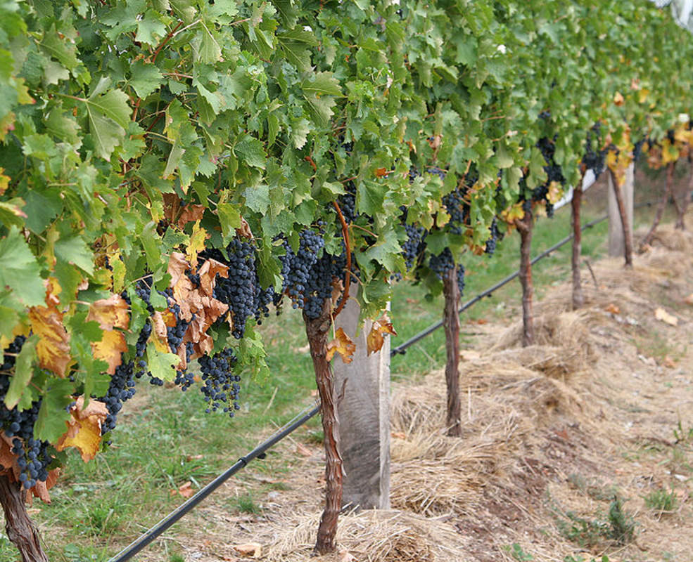 グレープシード　16-19 1-1000 PCS Domestic Wine Grape Tree Seeds Vitis Vinifera