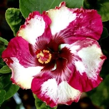20 Red White Hibiscus Seeds Flowers Flower Seed Perennial Bloom 440 US SELLER