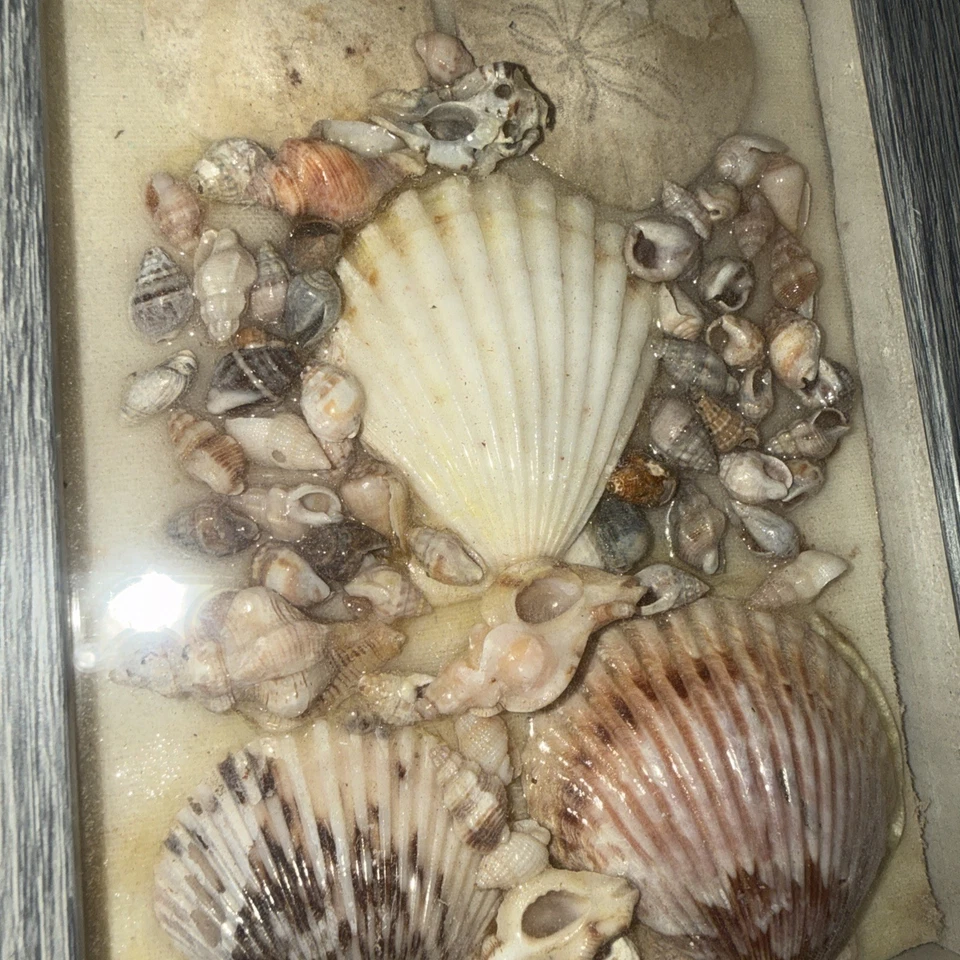 Sea Shell Artwork Natural Beauty Beach Decor Wall Hanging Home Decor Wall Art - Image 3 of 4