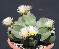 Astrophytum Myriostigma  NUDUN rare cacti exotic flowering cactus seed 15 SEEDS