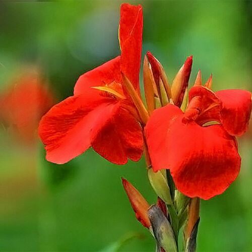 Fleurs rouges géantes durables racines de canna lys plante vivace jardin  tropical | eBay