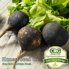 300 Black Spanish Radish Seeds  Non-GMO  Fresh Garden Seeds from USA