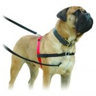 Halti Nylon Dog Harnesses