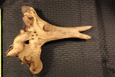 DRIFTWOOD for Retiles, Aquariums or Crafting REAL WOOD