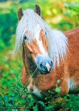 Pferdepostkarte HAFLINGER