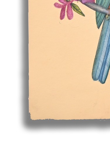 Guacamayo Loro Pájaro Pintura Miniatura Hecha a Mano sobre Papel 9 X 6 pulgadas "PN13191" - Imagen 4 de 5