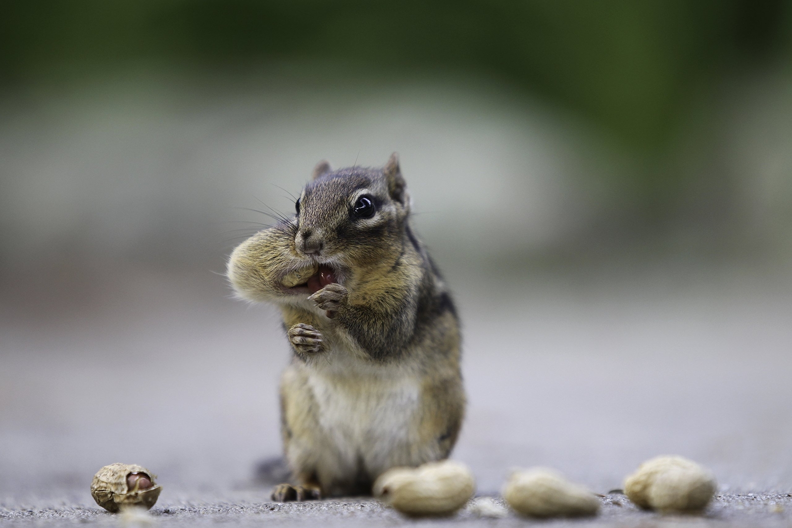 Wakefield Virginia 50LB Peanuts for Squirrels, Birds, Deer, Ducks and