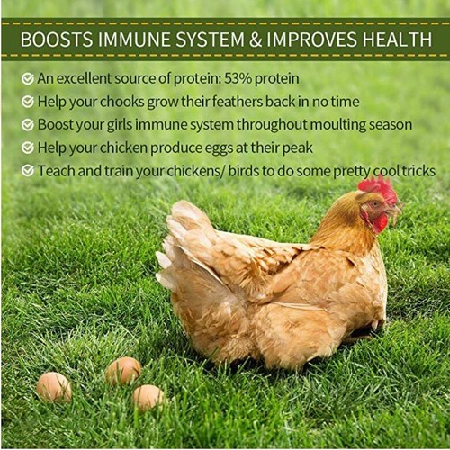 Chicken Treat Mealworms 1-11lbs 100% Non-GMO Dried - High-Protein - Picture 21 of 40