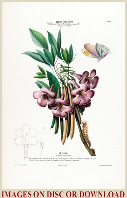 MAKE /& SELL ANTIQUE ANATOMY PRINTS Restored Image Collection by Timecamera