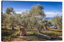 Leinwandbild Alte Olivenbäume auf Mallorca (Spanien) - Christian Müringer