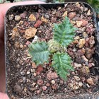 2-3cm 1PCS Live Dorstenia Horwoodii Beautiful Garden Rare Planting Root Tuber