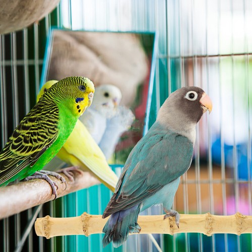 Parrot Chewing Toy offres Parrots Grinding Scratchers Perch Parakeet Toys