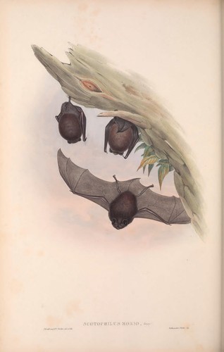 Die Säugetiere Australiens 1863 von John Gould 3 PDF E-Books auf 1 Daten DVD Känguru - Bild 11 von 12