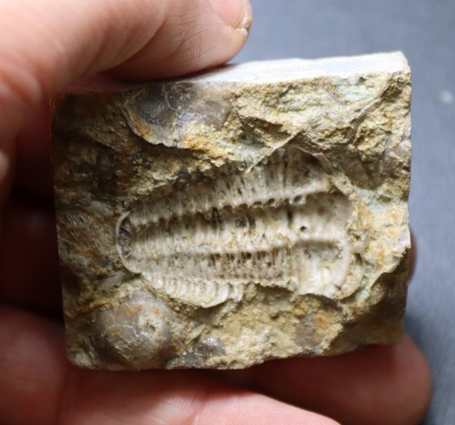 Rare Ordovocian Trilobite Ceraurus from Decorah Formation, Silex, Missouri - Picture 8 of 10