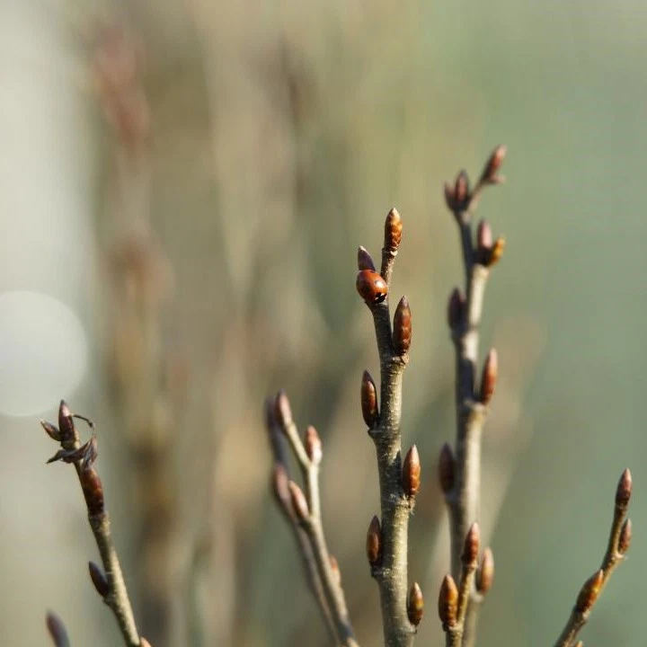 Zwerg-Säulen-Hainbuche 'Columnaris Nana' 40-60 cm Pflanze im 3l Airpot gewachsen - Bild 3 von 4