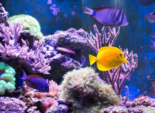 Premium Marine Fish Flake Food - With FREE 12-Type Pellet Mix & 4-Type Wafer AFI - Picture 4 of 5