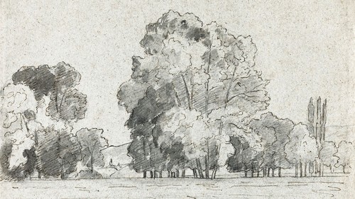 Forest Trees Wallpaper Peel and Stick Mural, Grove of Trees Drawing by Camille P - Picture 8 of 20