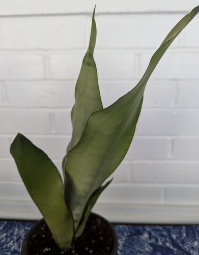 Moonshine Snake Plant (Dracaena Trifasciata 'Moonshine') - 15+" tall - Picture 15 of 16