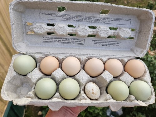 6 Turken Naked Neck/Easter Egger Mix Chicken Hatching Eggs +extra