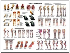 Equine Conformation Anatomy Chart #2  LFA #2537 Horse 