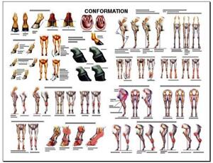 Horse Conformation Chart