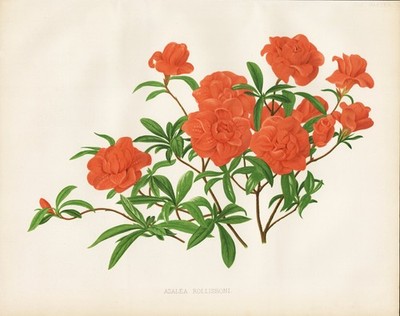 Azalea Rollissoni azalea azalea flower botany botany Robinson litho