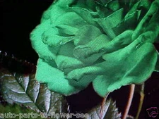 25 SEEDS   LARGE LIME GREEN IRELAND ROSE FLOWER SEEDS    U.S.A. TEXAS SHIPPED