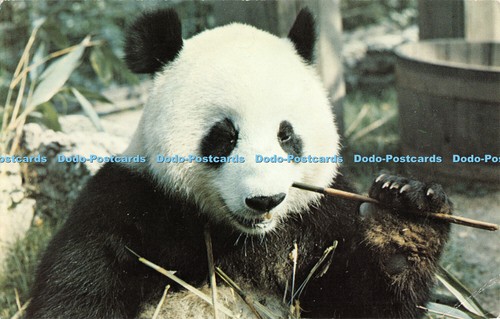 R305727 Giant Panda The Zoological Society London London Zoo Regent Park Michael - 第 1/4 張圖片