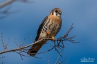 Photography Print Falcon, American Kestrel