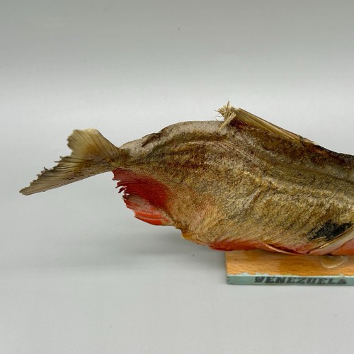 VTG Taxidermy South American Mounted Red Bellied Piranha fish on wooden base 7x5 - Picture 8 of 16