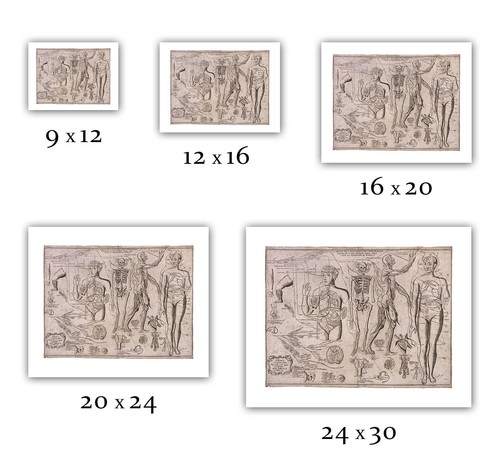 J. Dumoulin : "Anatomy of Principal parts of the Body" (1679) — Fine Art Print - Picture 2 of 7
