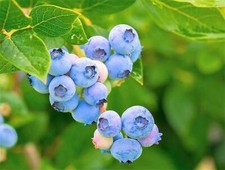 50 SOUTHERN HIGHBUSH BLUEBERRY Pre-Stratified Vaccinium Corymbosum Shrub Seeds