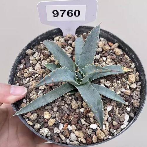 10CM Succulent Agave Plant Agave Utahensis Agavaceae Home Garden Beautiful Plant - Picture 11 of 13
