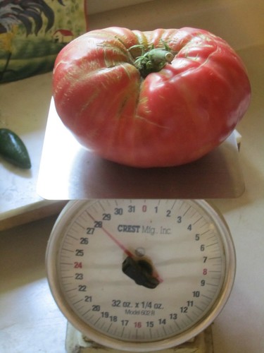 A GRANEL * 200 * TOMATE GIGANTE GIGANTE GIGANTE * FRUTA MÁS GRANDE * PLANTAS DE ALTO RENDIMIENTO * - Imagen 2 de 3