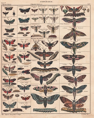 Farfalla Butterfly Schwärmer Sfinge Falene Lithograph Oken 1830