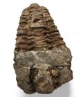 Trilobite Fossil from Morocco 220.2 grams.