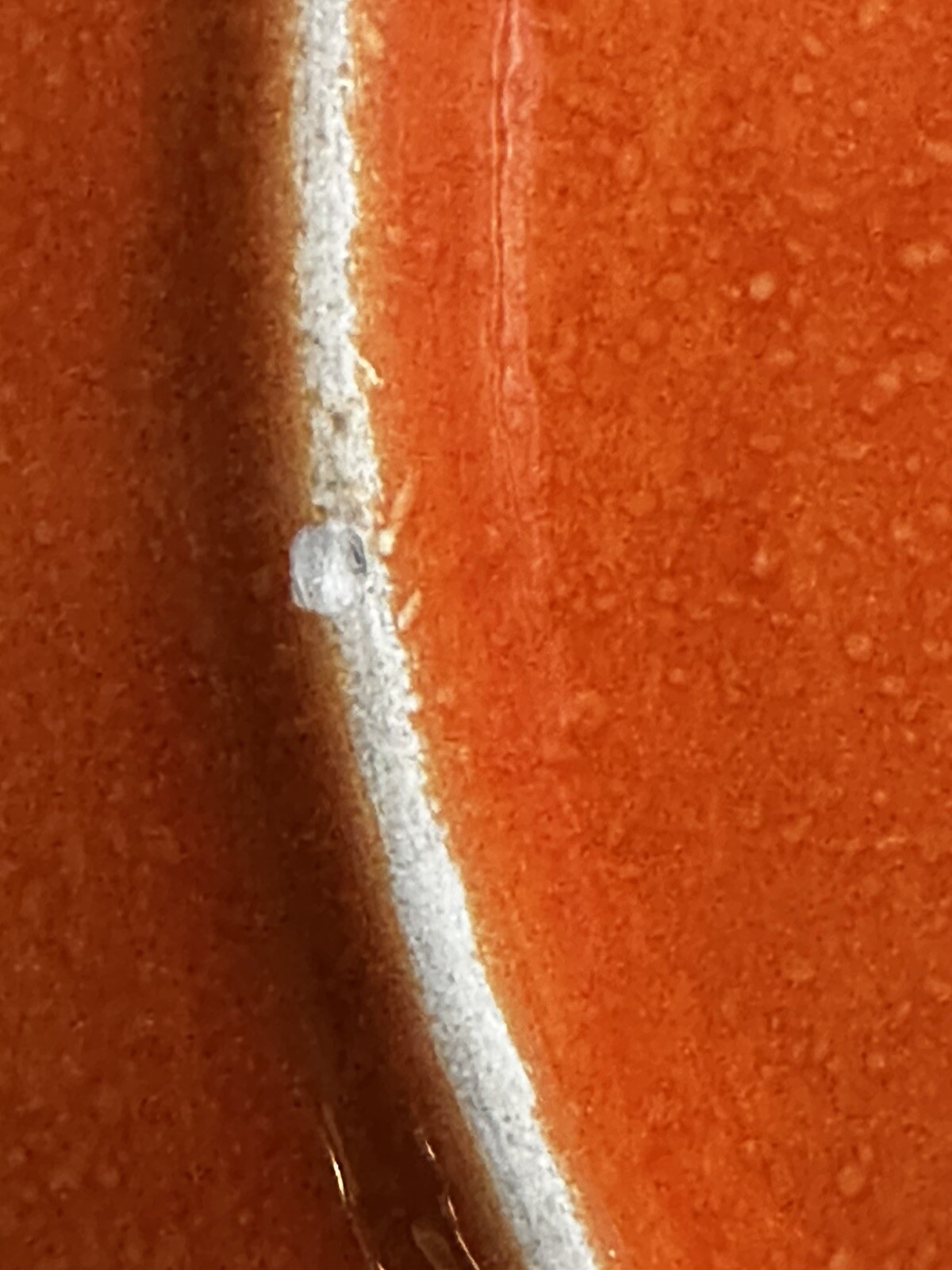 Picture 10 of 10