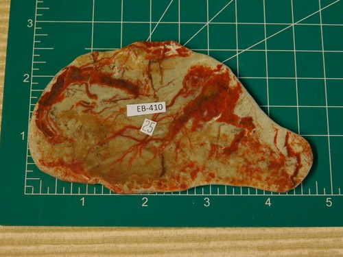 Coprolite Polished Slab for Cabs - Picture 4 of 5