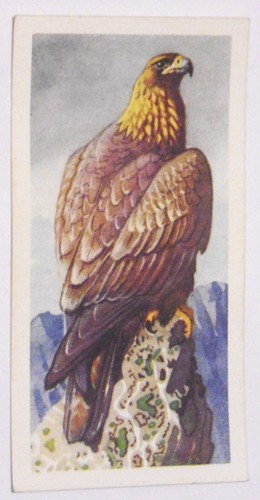 Tarjetas de té Brooke Bond 1957 retratos de aves elige el tuyo en la caja desplegable - Imagen 67 de 102